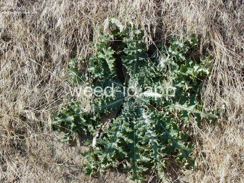 thistle, Scotch